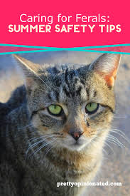 That will give your cat a place to hide from the sun, and the circulating air will cool her down even more. Caring For Feral Cats In Your Neighborhood Check Out These Important Tips To Help Keep Them Safe During The Blazing Hot Summe Cat Training Feral Cats Cat Care