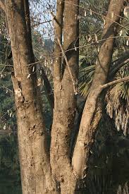 Image result for Dalbergia boehmii