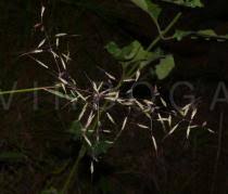 Image result for Capillipedium