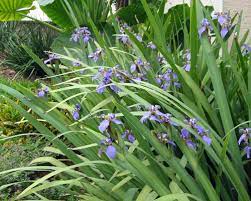 Five are in the ground and i am having the exact same problem you are. Iris Neomarica Caerulea Regina Giant Apostles Iris From Agristarts