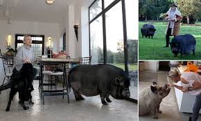 English tv personality ingrid tarrant was the former wife of chris tarrant and has appeared in many television programmes, including tv mail, wish you were here? Chris Tarrant S Ex Wife Ingrid Reveals How She Swapped Her Husband For Three Pigs Daily Mail Online