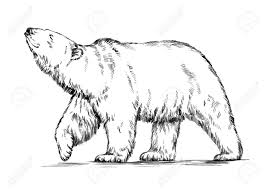 Schwarz Und Weiss Gravieren Tinte Zeichnen Isoliert Vector Eisbar Lizenzfrei Nutzbare Vektorgrafiken Clip Arts Illustrationen Image 49814477