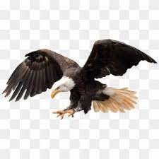 Bald Eagle Png Travis Scott Off White Transparent Png Travis Scott Bald Eagle Eagle