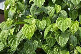 Sirih adalah tumbuhan yang mempunyai nilai yang tinggi dalam masyarakat melayu dan juga masyarakat india. Betel Leaf Plant Daun Sirih Stock Photo Picture And Royalty Free Image Image 144553331