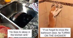 sharing pics of their cats being weird