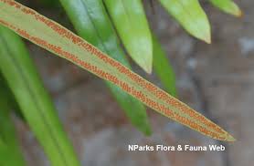 Image result for Pyrrosia