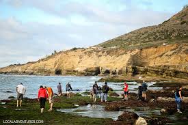 Amazing Sea Life At Cabrillo National Monument Tide Pools