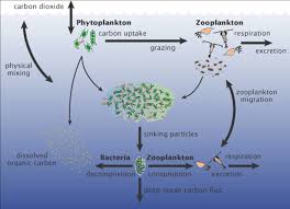 We did not find results for: Marine Microorganisms Wikipedia