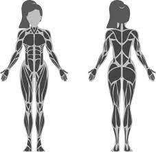 Female Muscle Anatomy 2514751 Vector Art at Vecteezy