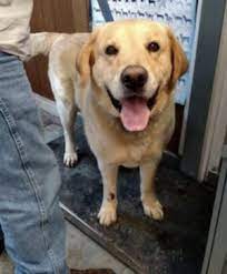 While not a golden retriever, grrand could not let this good boy be forgotten… bolt came to us in a starved, abused condition, and he had some health and skin issues that grrand. Dog For Adoption Zen A Golden Retriever Yellow Labrador Retriever Mix In Louisville Ky Petfinder