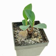 Image result for Monadenium pedunculatum