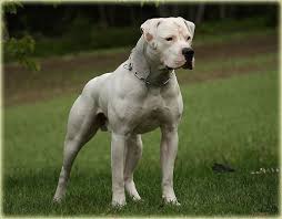 Pin By K Gamble On Straight Bullies American Bulldog