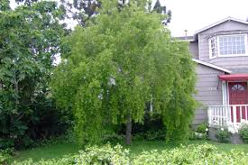 Image result for Maytenus chasei