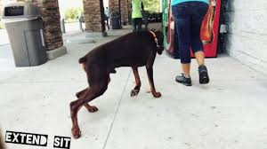 Orlando brunswick, ga daytona beach fort myers gainesville heartland fl jacksonville, fl lake city lakeland ocala sarasota south florida space coast st augustine tallahassee tampa bay treasure coast valdosta. 1 Year Old Doberman Eli Doberman Pinscher Trainers Best Dog Trainer Orlando Youtube