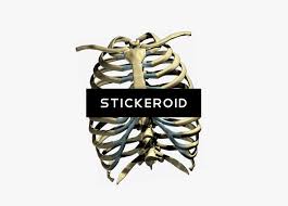 We provide millions of free to download high definition png images. Skeleton Ribs Cage Png Rib Cage Png Free Transparent Clipart Clipartkey