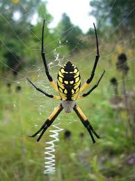 Wordpress Com Spider Insects Arachnids