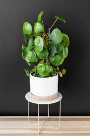 Image result for Pilea
