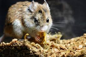 Ruyada Fare Gormek Nasil Yorumlanir Ruyada Fare Gormenin Tabiri Nedir Yasam Haberleri