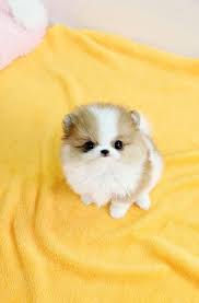 This Is A Teacup Pomerian Pomeranian Puppy Teacup Pomeranian Puppy Cute Baby Animals
