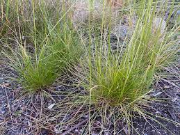 Image result for Diheteropogon amplectens