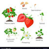 Raised beds can be a way to provide a good growing medium for the strawberries. Https Encrypted Tbn0 Gstatic Com Images Q Tbn And9gcq6tqtvkc Wnkhads4yc6nvkhgrpux Nw4jfs3jggx9ddtm4551 Usqp Cau