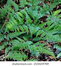 Image result for Arachniodes webbiana