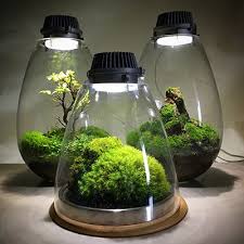 Image Result For Moss Terrarium With Lights