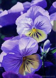 45 Beautiful Flower Drawings And Realistic Color Pencil Drawings Beautiful Flower Drawings Flower Drawing Color Pencil Drawing