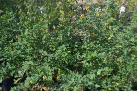 Image result for Argyrolobium tomentosum