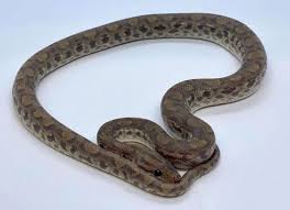 Had to pull out one of our favorites to also say a big thank you for … do you like it? Prehistoric Pets Ghost Columbian Rainbow Boa