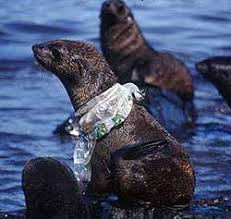 Resultado de imagen para tortugas plastico