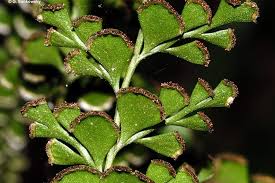 Image result for Lindsaeaceae