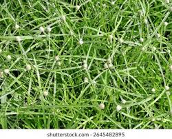 Image result for Kyllinga appendiculata