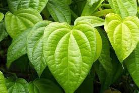 Saya tertarik untuk mencuba resepi ini kerana kata bonda rozita, jika ingin memikat hati ibu mertua, masak kerabu timun dan daun kemangi ini. Manfaat Daun Sirih Untuk Wajah Mengecilkan Pori Hingga Menyembuhkan Jerawat Parapuan