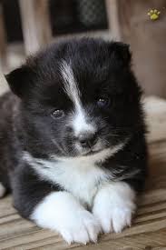 Black And White Pomsky With Blue Eyes Pin By Simi Sims On Pomsky Puppies Pomsky Puppies Pomsky Puppies For Sale