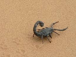 The lesions might be from spiders, but they can also be from other types of bugs or infections. For A Scorpion Bite A Resident Of Kazan Sued 30 Thousand Rubles From The Store