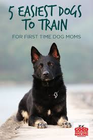 5 Easiest Dogs To Train For First Time Dog Moms Good Doggies Online Easiest Dogs To Train Dog Training Obedience Dog Training