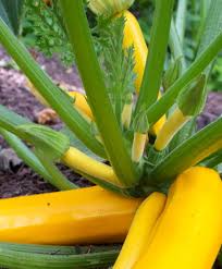 Check spelling or type a new query. Little Baby Summer Squashes This Is Golden Rod A Glossy Sunflower Yellow Zucchini That Is The Earliest Yellow Vari Garden Seeds Squash Seeds Yellow Zucchini