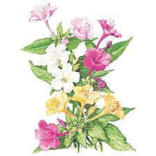 It is a magnet for japanese beetles, so if your roses and veggies are plagued by this pest. Marvel Of Peru Four O Clock Seeds Flowers Botanical Interests