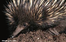 3 Billion Animals Harmed By Australia S Fires University Of Sydney Modern History The University Of Sydney