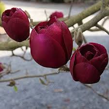 Msrp $17,699 less mainland discount $1,200… more. Black Tulip Magnolia Nurseries Online