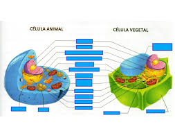 Dibujos y fichas explicativas de los tipos de células. Partes De La Celula Animal Y Vegetal Quiz