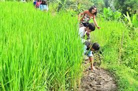 Padi ditanam di dalam petak sawah. Tracking Sawah Track