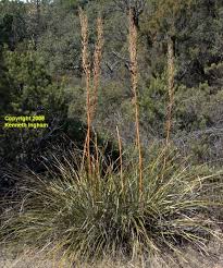 Image result for Fuirena microcarpa
