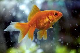 But a better question is… … how big can goldfish get? Fantail Goldfish 101 Care Size Lifespan Tank Mates