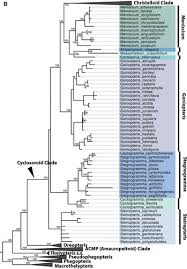 Image result for Stegnogramma