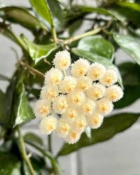 Image result for Lotononis laxa