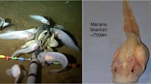 We did not find results for: Bisa Tahan Di Kondisi Ekstrem Ini Makhluk Yang Menghuni Dasar Laut Paling Dalam Di Bumi Halaman All Tribun Travel