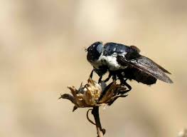 Check spelling or type a new query. The Top 10 Wisconsin Insect Trends Of 2016 Wiscontext