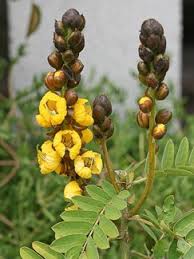 Image result for Senna didymobotrya